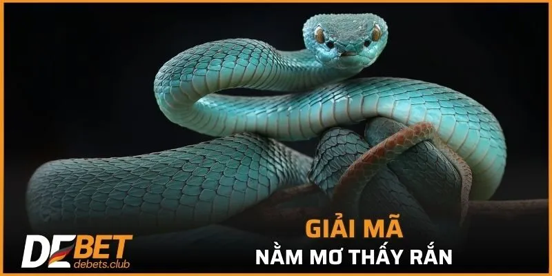 Những cảnh báo khi nằm mơ thấy rắn từ DEBET